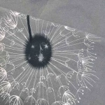 Pościel bawełniana 220x200 Dandelion szara w białe i czarne dmuchawce, Cottonlove